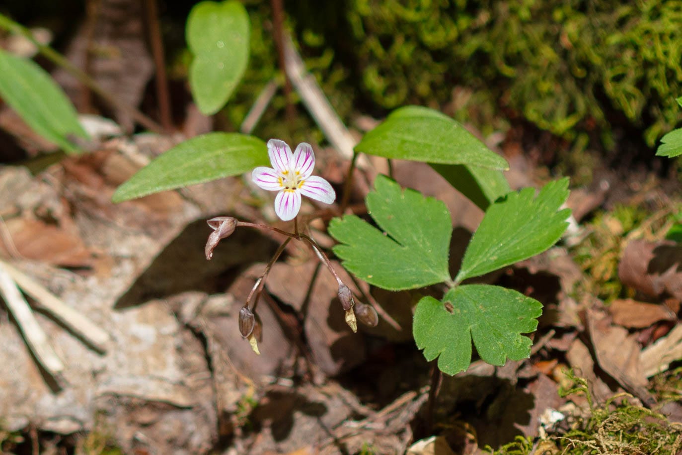 A small plant on a forest floor with a radially symmetrical flower of five white petals, each with vertical pink stripes on them.
