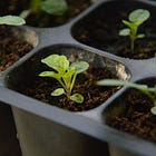 Stop Buying Sad Transplants and Start Your Own Seeds!