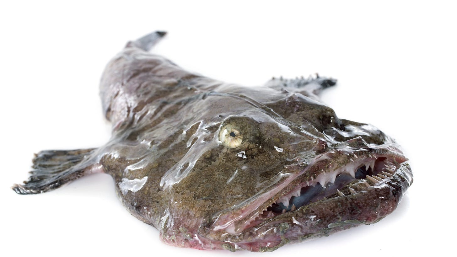 ARCHAEOLOGY OF SEAFOOD – Monkfish - Chef's Mandala