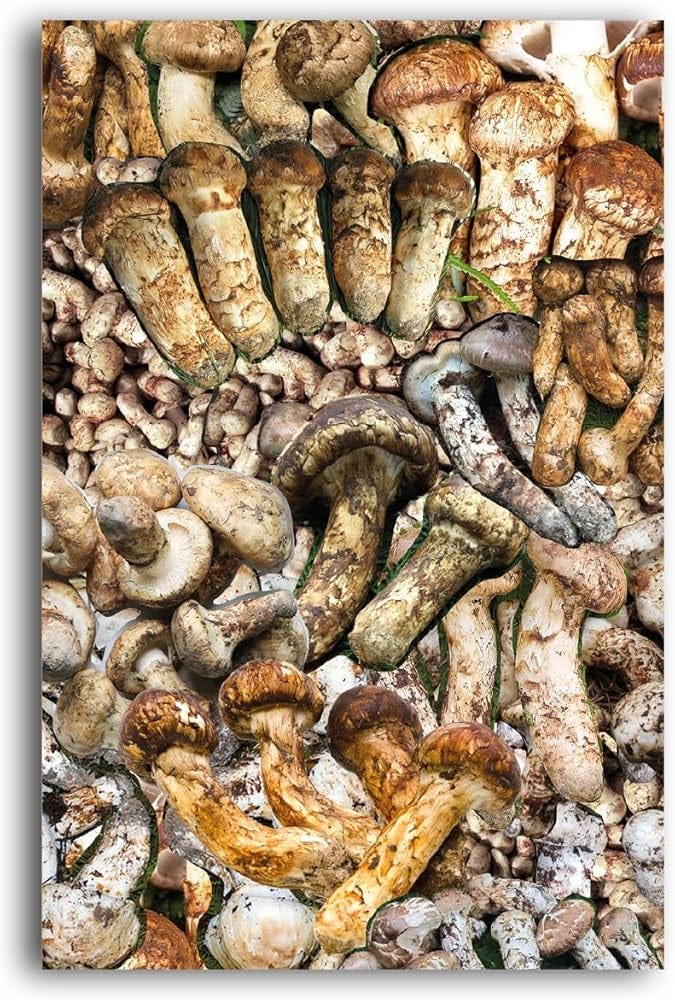 O cogumelo no fim do mundo: Sobre a possibilidade de vida nas ruínas do  capitalismo | Amazon.com.br