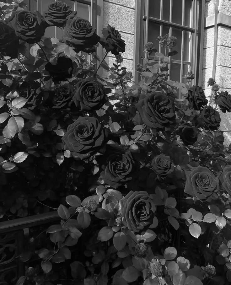 black and white image of wedding roses black and white image of wedding roses