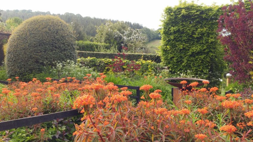 Front Garden at Veddw Euphorbia Fireglow2