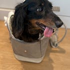 Rocky's Senior Chicken and Pumpkin Stew 