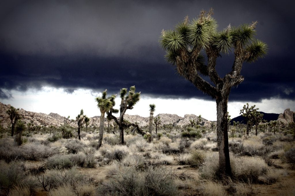 Bracing for a storm in the park. Bracing for a storm in the park.