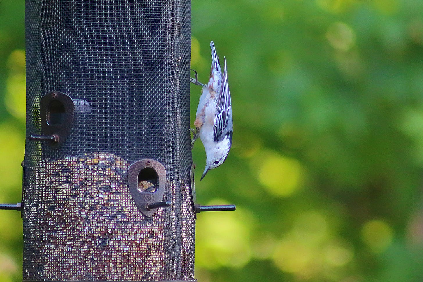 White-Breasted Nuthatch on a feeder. White-Breasted Nuthatch on a feeder.