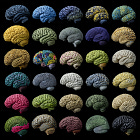 Cognitive Specialization Hypothesis: Why Intelligence Domains Vary Between Populations