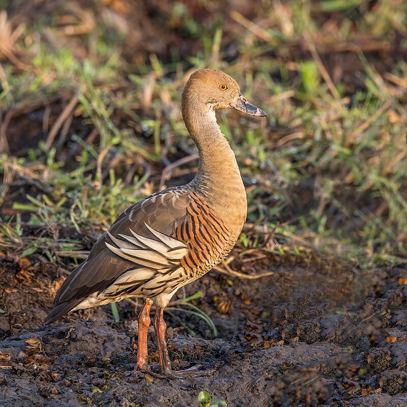 whistling duck standing in grass whistling duck standing in grass