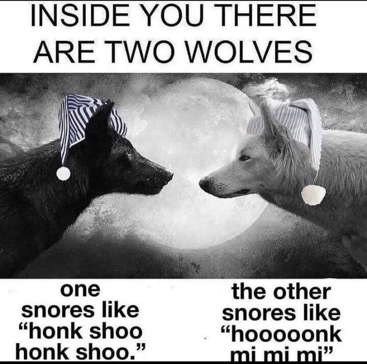 Pin by bobbi on p | Memes, Wolf meme, Funny memes