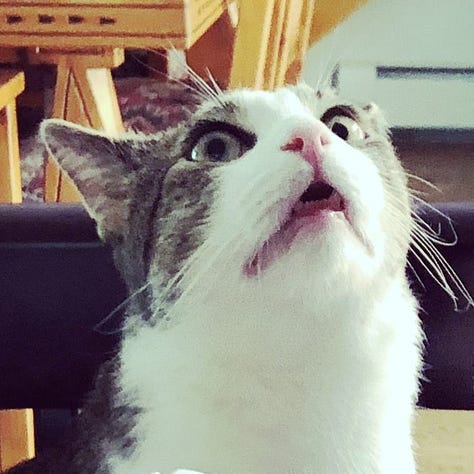 A gallery of 6 close cropped images of Fritz's face from images from the post.