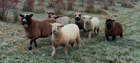 The Daily Pasture