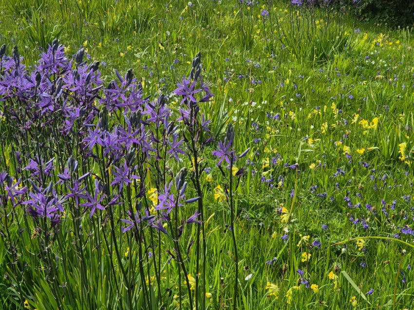 Camassias and wild flowers in the meadow at Veddw Garden.