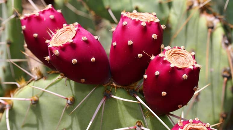 cactus fruit powerful compound betalain