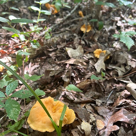 Three images depict bright yellow chanterelle mushrooms. In the first, a lone mushroom springs up from the ground. In the second, Nicole's hand holds a large, fluted chanterelle, and the third shows a trail of four mushrooms leading through the woods.