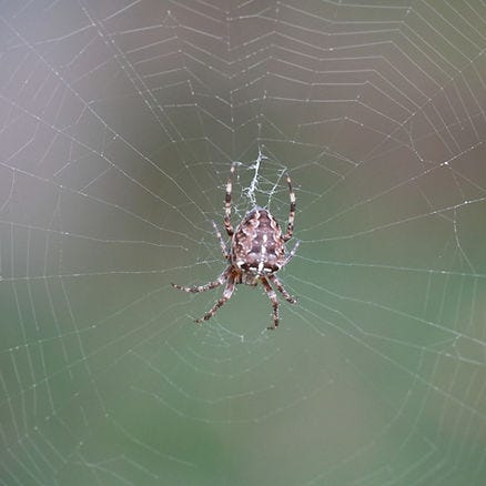 Brown spider on a detailed web with a blurred green background. The spider is centered, conveying a calm, natural setting.