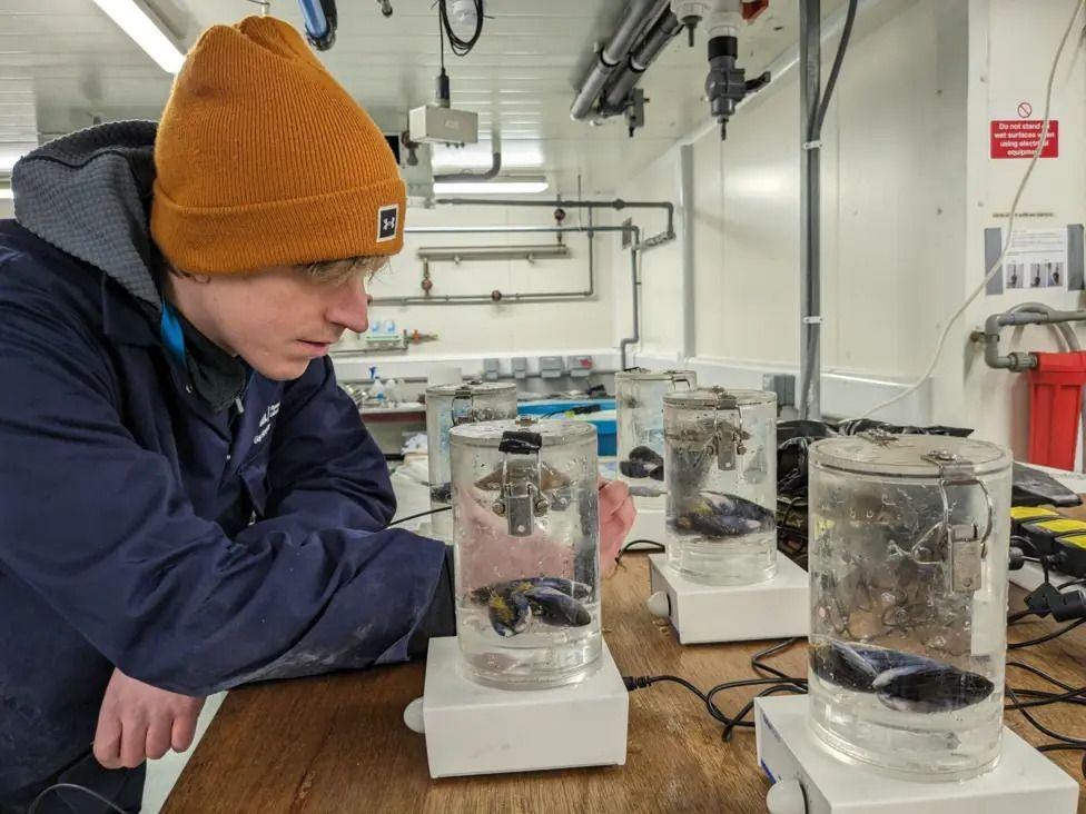 guy hooper on the left wearing a mustard yellow beanie and navy jacket looking at containers filled with water and mussels in a lab.