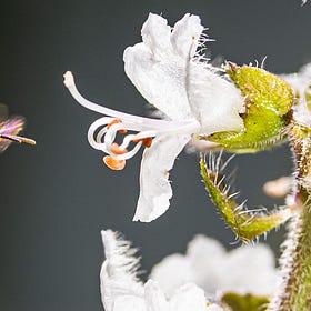 När insekterna tystnar dör världen