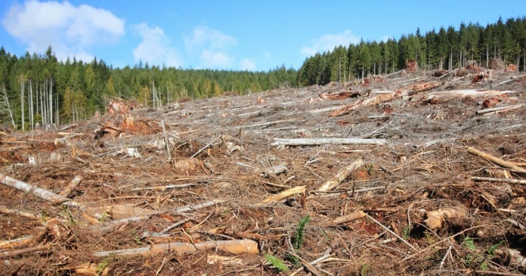 Deforestation: Meaning, Causes, Effects and Solutions - Click A Tree