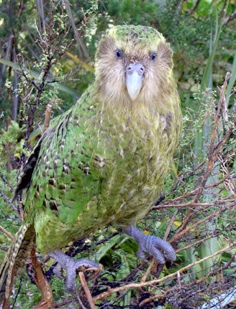It's green and yellow, standing in a tree, and looking winsomely at the camera. It is also unbearably cute.