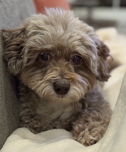 photo of Peasley, the dog photo of Peasley, the dog