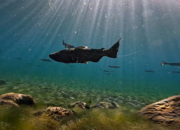 Klamath : les saumons retrouvent leur chemin après la suppression des barrages