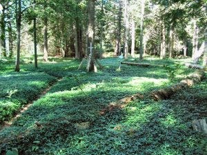 KONICA MINOLTA DIGITAL CAMERA