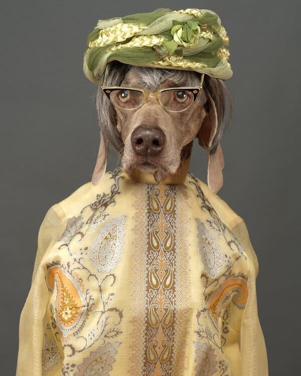 A photograph of a dog wearing cat-eye glasses, a voluminous green hat and a fancy, patterned yellow blouse.
