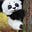 Micro Panda's avatar