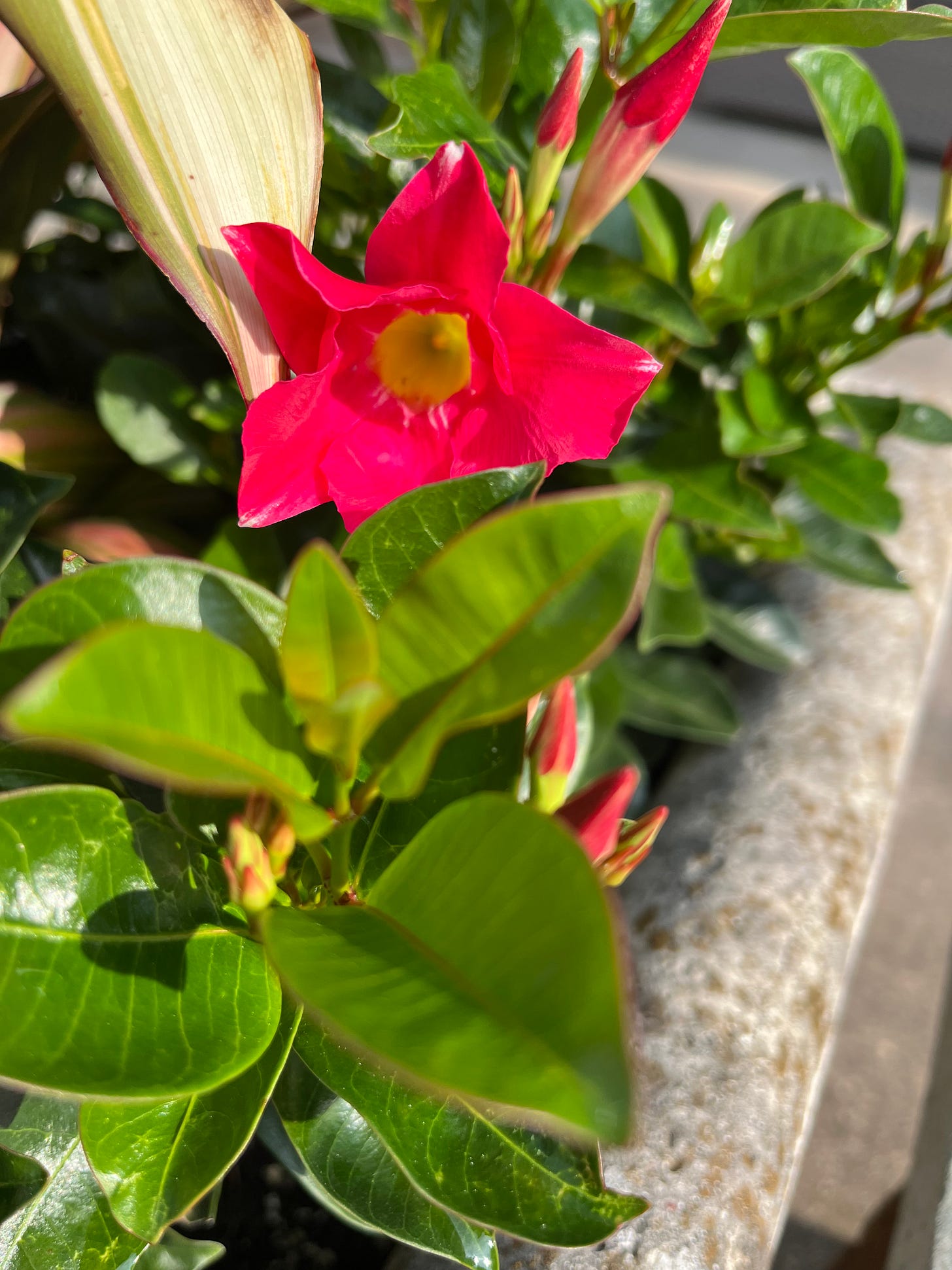 Photo of a very bright pink flower surrounded by green foliage in a concrete planter on a patio.