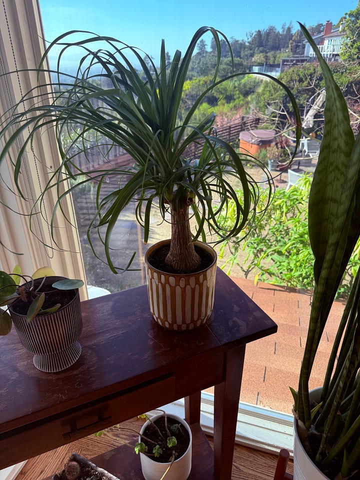 A gallery of photos of plants, mostly with terrible lighting due to a healthy dose of sunshine backlighting all of them. Nice plants, though.