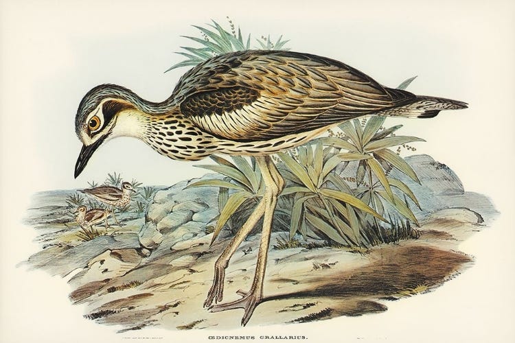Picture of SOUTHERN STONE-PLOVER-EDICNEMUS GRALLARIUS Picture of SOUTHERN STONE-PLOVER-EDICNEMUS GRALLARIUS