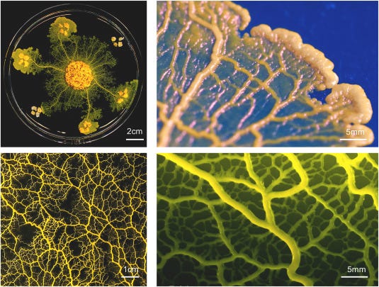 Flow-network adaptation and behavior in slime molds - ScienceDirect