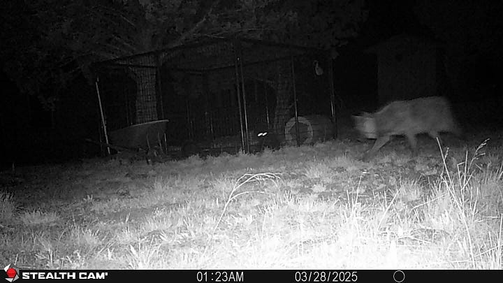 Night photo of a wolf and the remains of a wolf kill on Dixie Creek Ranch. Manager Jessica Vigil says there were five confirmed yearlings killed by wolves in a single month last fall, and more that were found too late to be confirmed. Photos courtesy Jessica Vigil