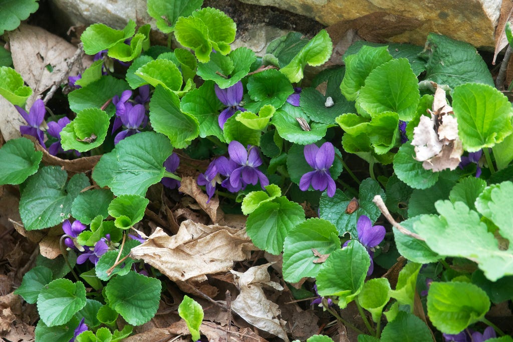 Eurasian Sweet Violet