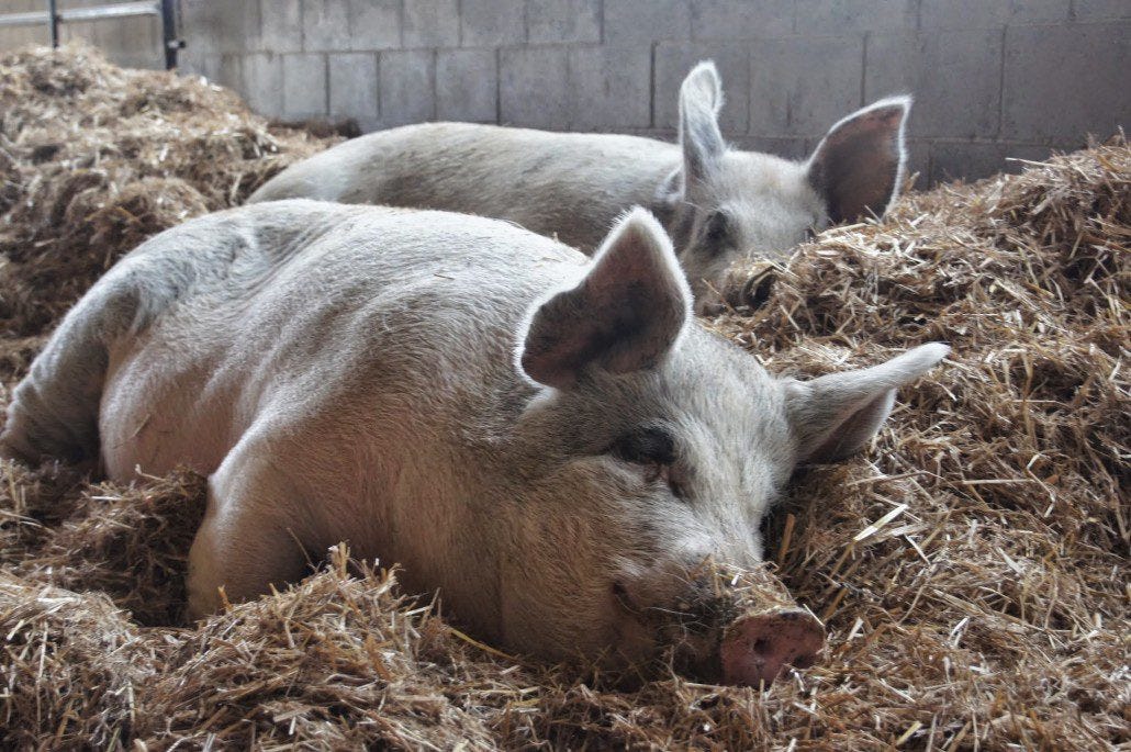Two piggies zonk out for a nap together. Two piggies zonk out for a nap together.