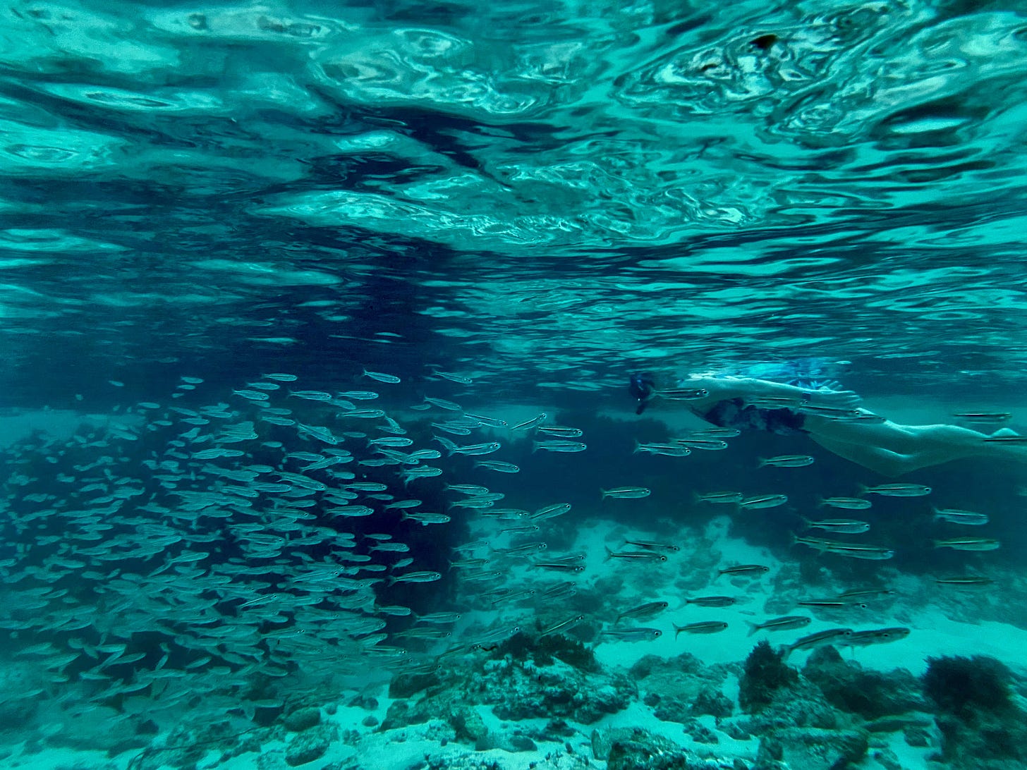 A school of small fish swim around a swimmer.