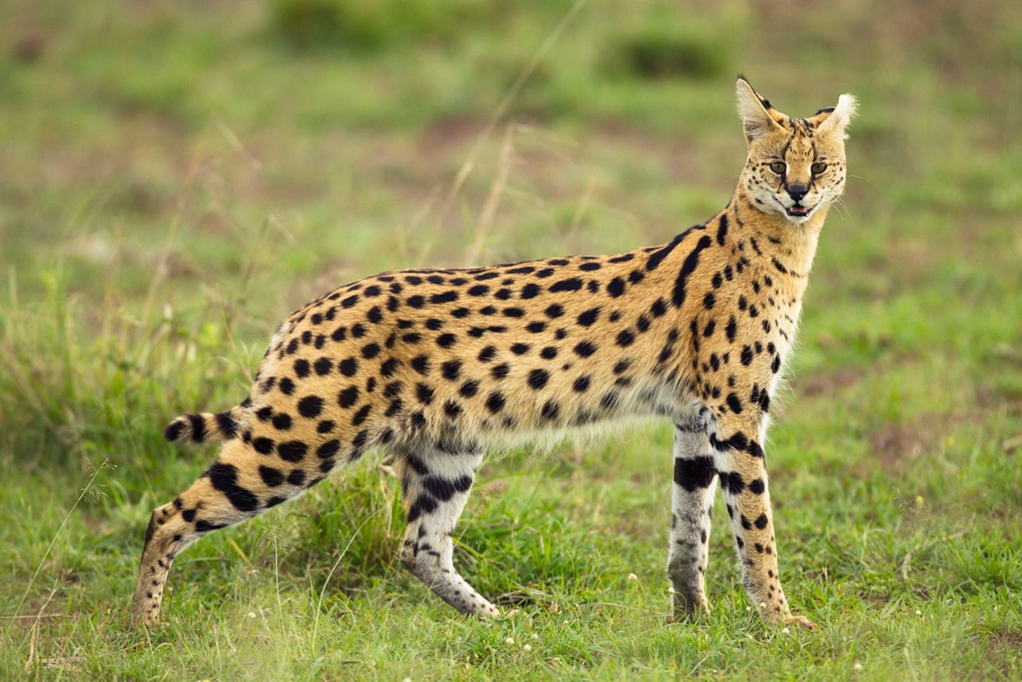 Serval | National Geographic Kids