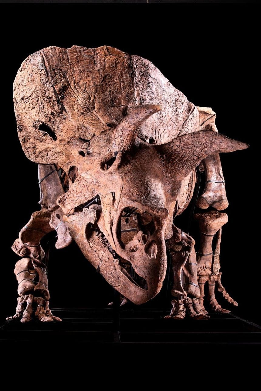 The Triceratops skeleton is 66 million years old. The Triceratops skeleton is 66 million years old.