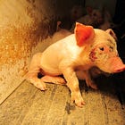 "Let's protect our tradition of abusing animals"