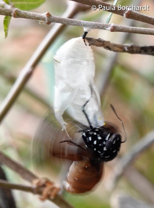5 of 6: Queen Butterfly eclose sequence, showing the butterfly out of the chrysalis and flipping right side up