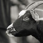 Animals, Women, & Witchcraft