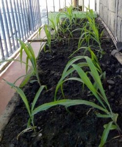maize maize