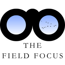 The Field Focus
