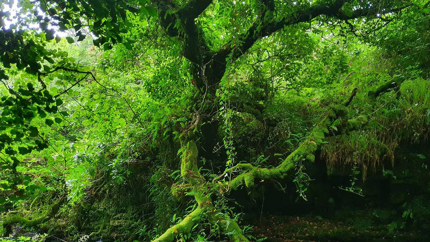 Wild forest in Ireland Wild forest in Ireland
