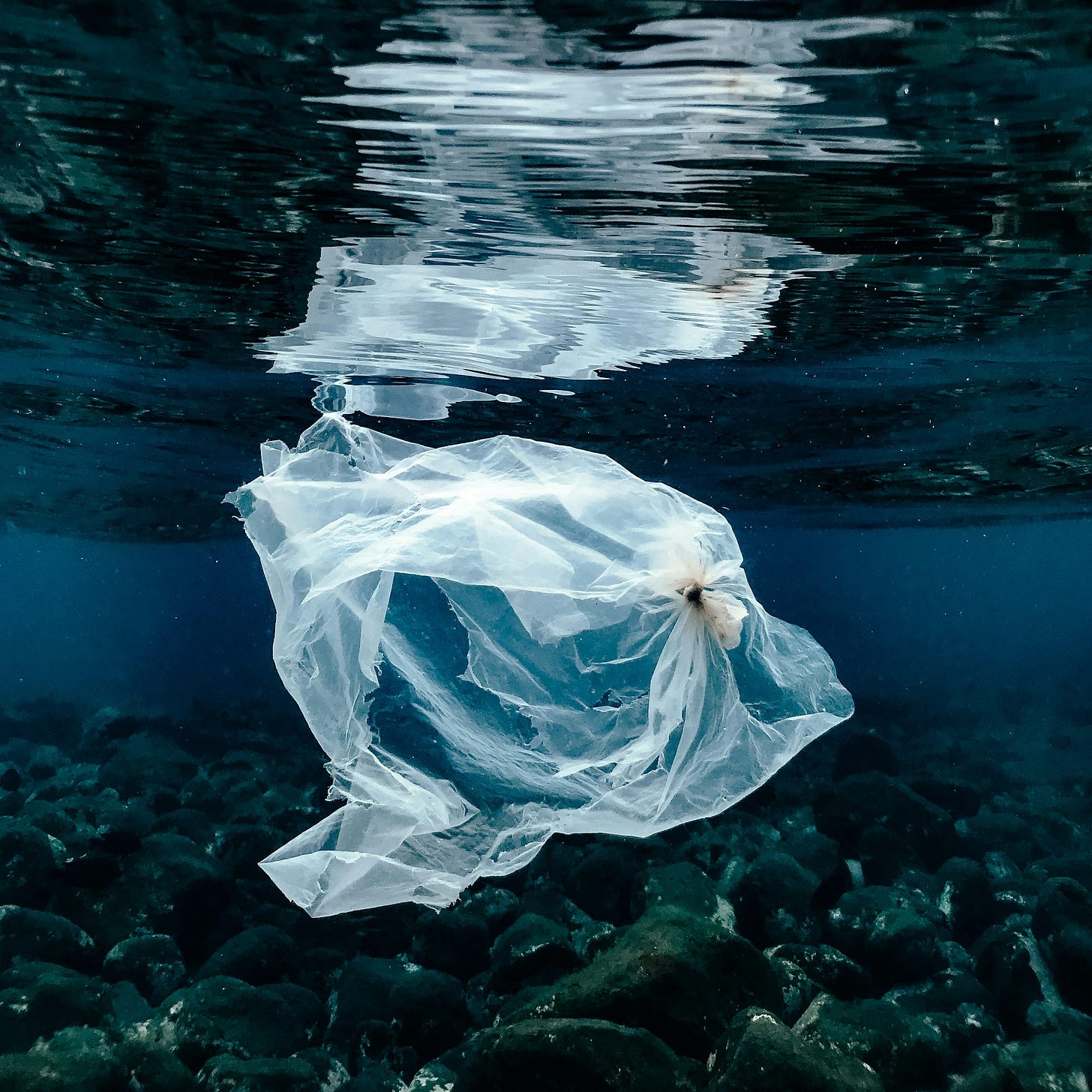 a plastic bag floating on top of a body of water
