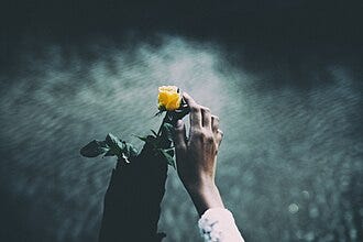 File:Rose touch (Unsplash).jpg