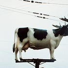 perfume write-ups: milk