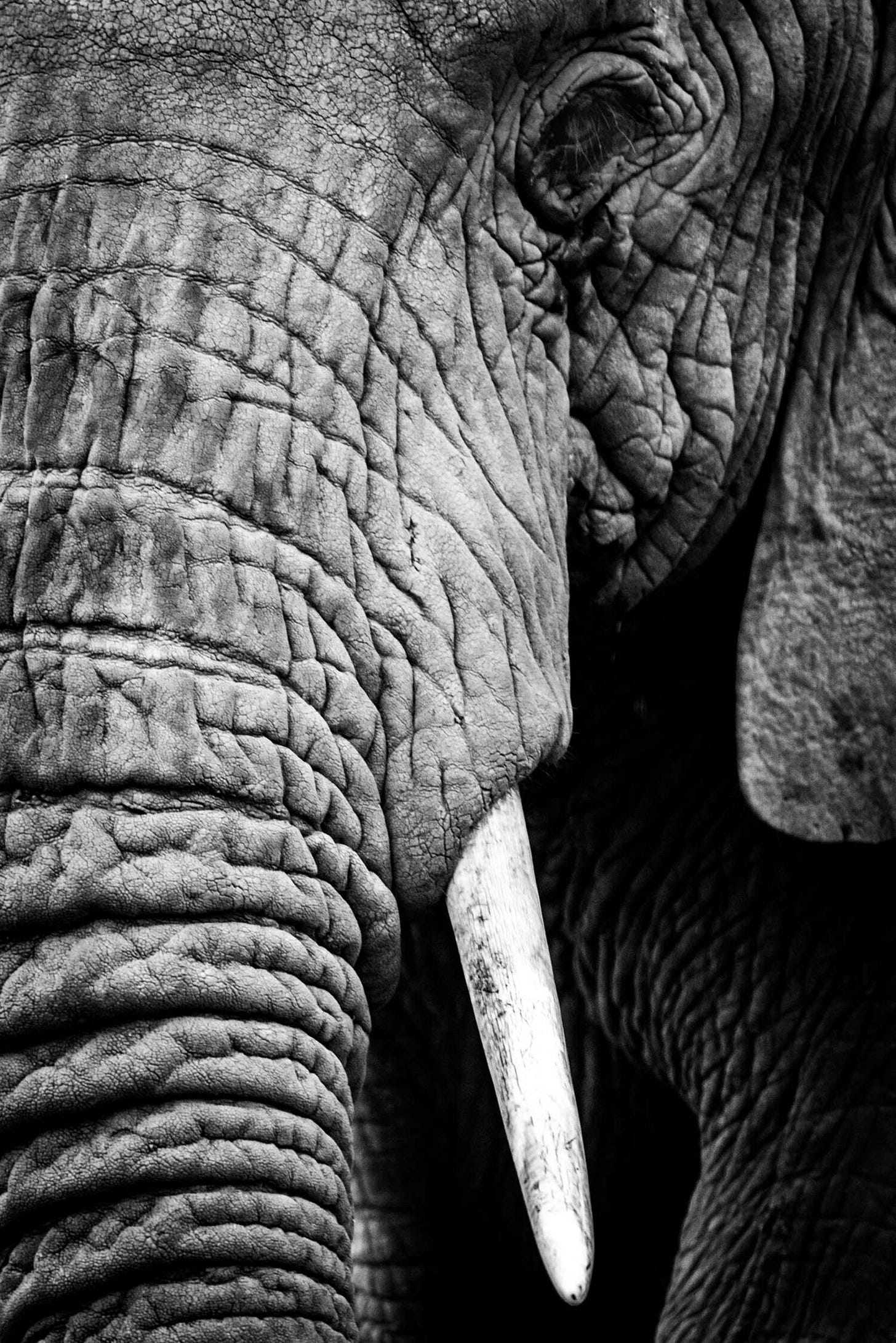 “Does my trunk look big in this…?”