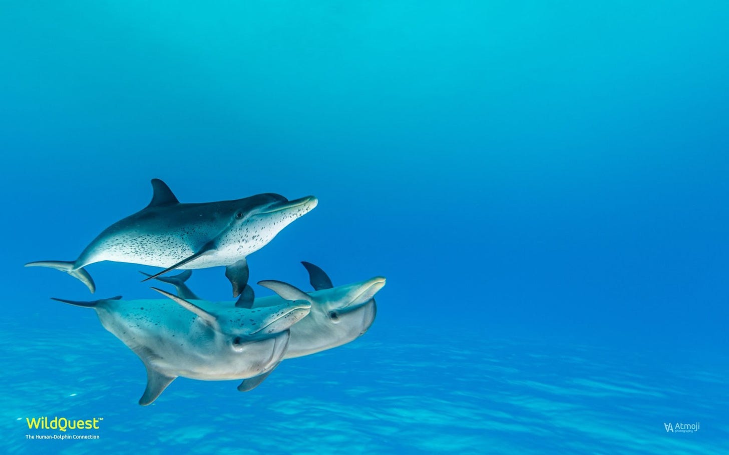 photo of 3 dolphins playing underwater