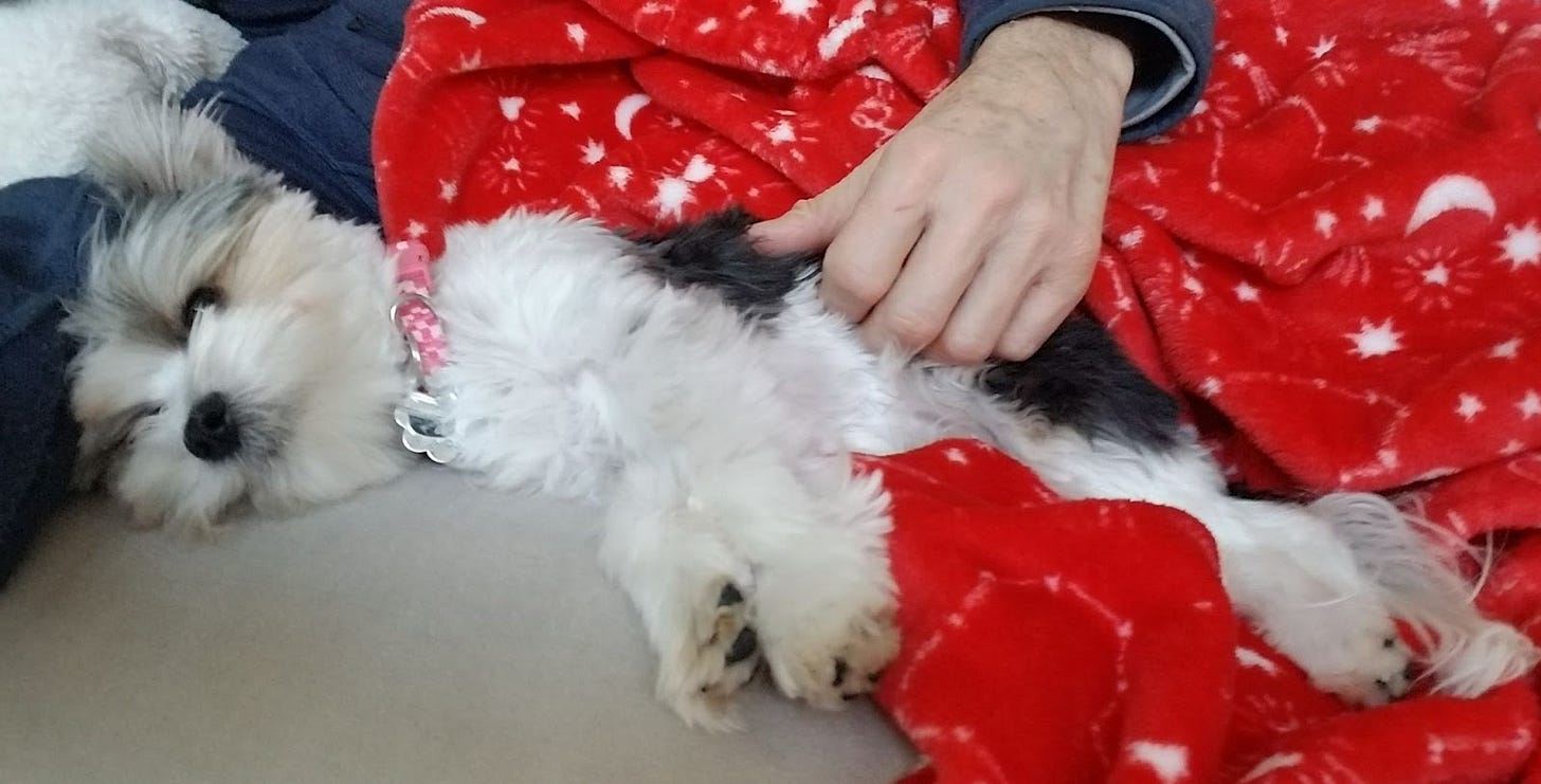 Puppy being rubbed Puppy being rubbed