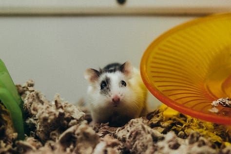 Tyler Knott Gregson Fuji photos